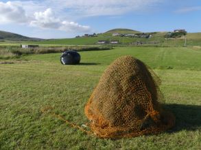 Harvest time, Cunningsburgh, Central Mainland